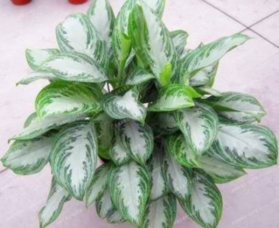 JMS 100Pcs Rare Aglaonema Spp Seeds High Humidity Easy Grow Office Desk Bonsai Air JMSening Plants R