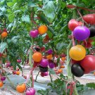 JMS Bluelans 200Pcs Rainbow Tomato Seeds Garden Organic Fruit Vegetableplant Home Yard Décor