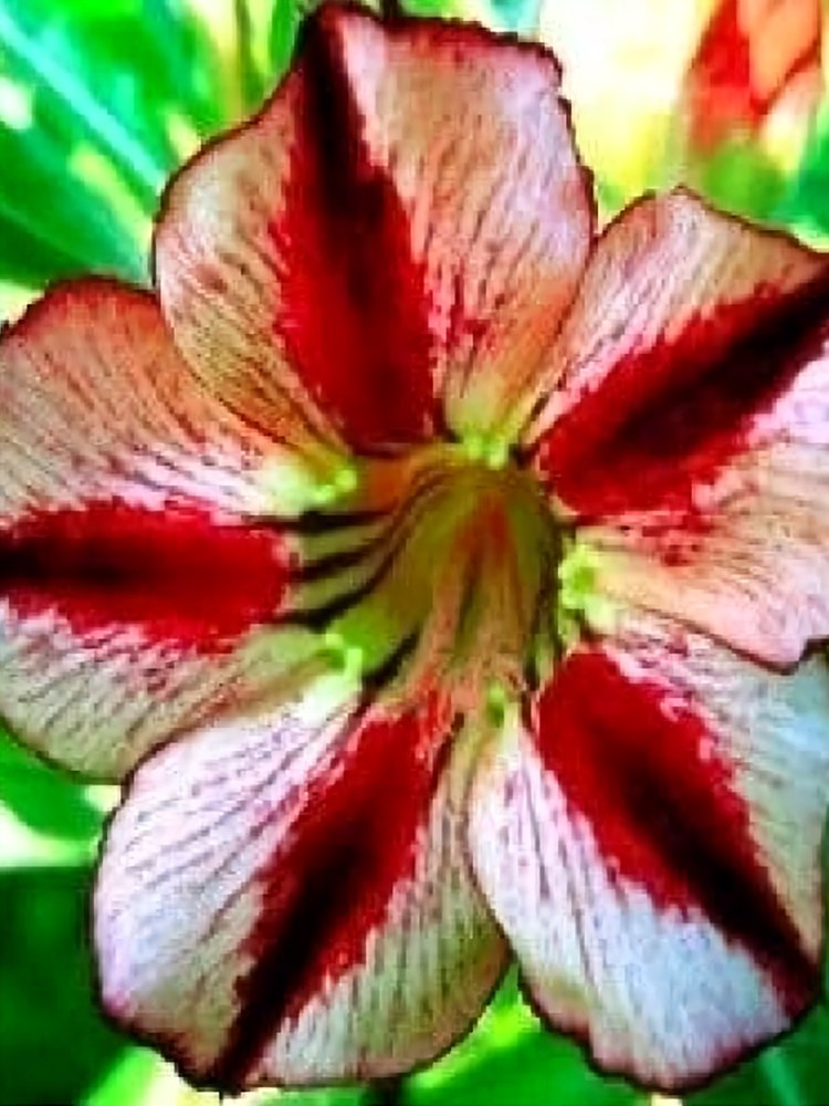 JMS Adenium Obesum 'Bondyred'