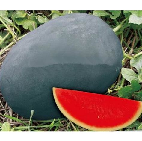 JMS Sweet Giant Black Skin Watermelon Seeds, Seedless Watermelon Seeds,Garden Planting, Courtyard Bo