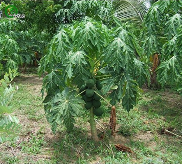 JMS Bonsai Fruit Dwarf Papaya Seeds, Miniature Pawpaw, 50Pcs