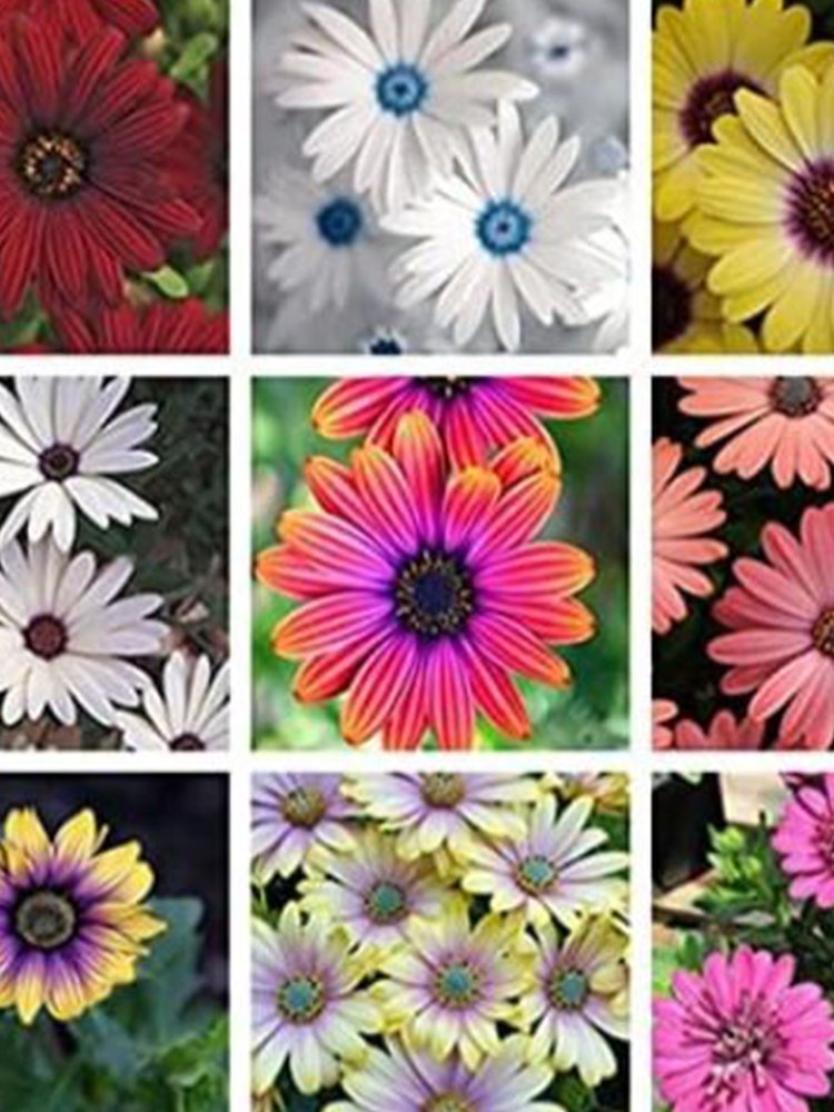 JMS African Eyed Daisy, Mixed