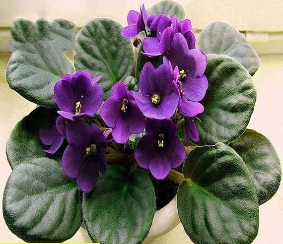 JMS 200Pcs/Bag African Violet Seed, Garden Flowers Seeds Violet Seeds