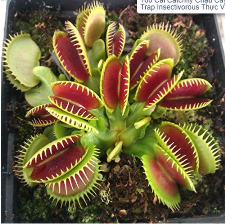 JMS 100Pcs Catchfly Potted Plant Seeds Garden Venus Fly Trap Insectivorous Plant