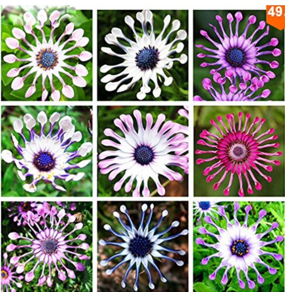 JMS 100Pcs/Bag Osteospermum Seeds,Daisy Seeds,Osteospermum Flowers,8 Colours,Bonsai Flower Seeds,Nat