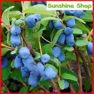 JMS 50Pcs Haskap Seeds Haskap Berry Blue Seeds Japanese Cold-Tolerance Fruit Tree Seeds Home Garden 