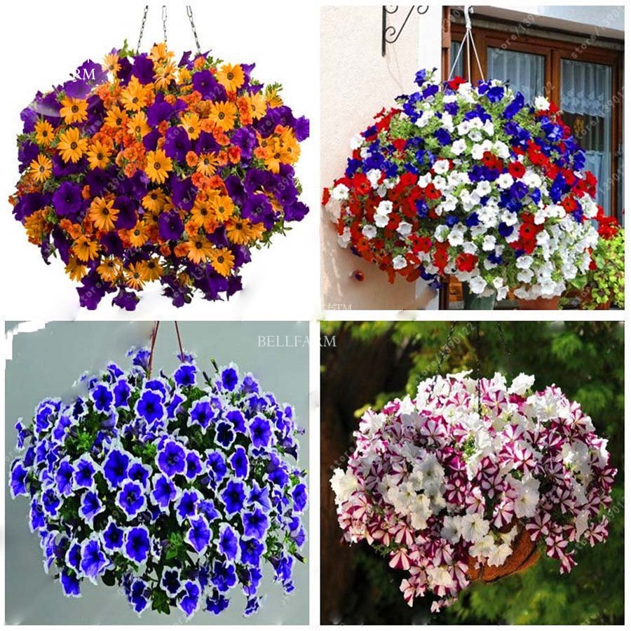 JMS  200Pcs Rare Morning Glory Flowers Seeds Very Beautiful  Perennial Flowers Home Garden