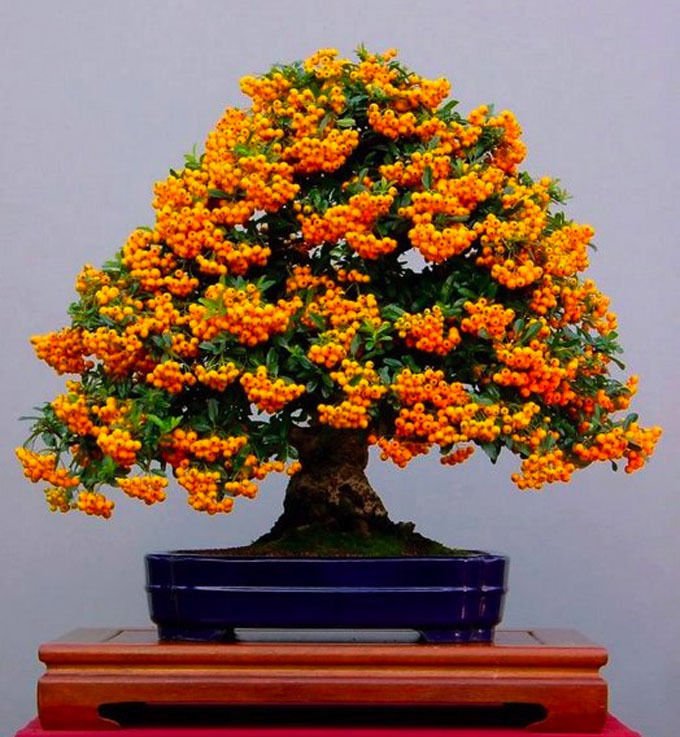 JMS Bonsai Orange Pyracantha Fortuneana Firethorn Perennial Tree Seeds 20Pcs Ornamental For Home Gar