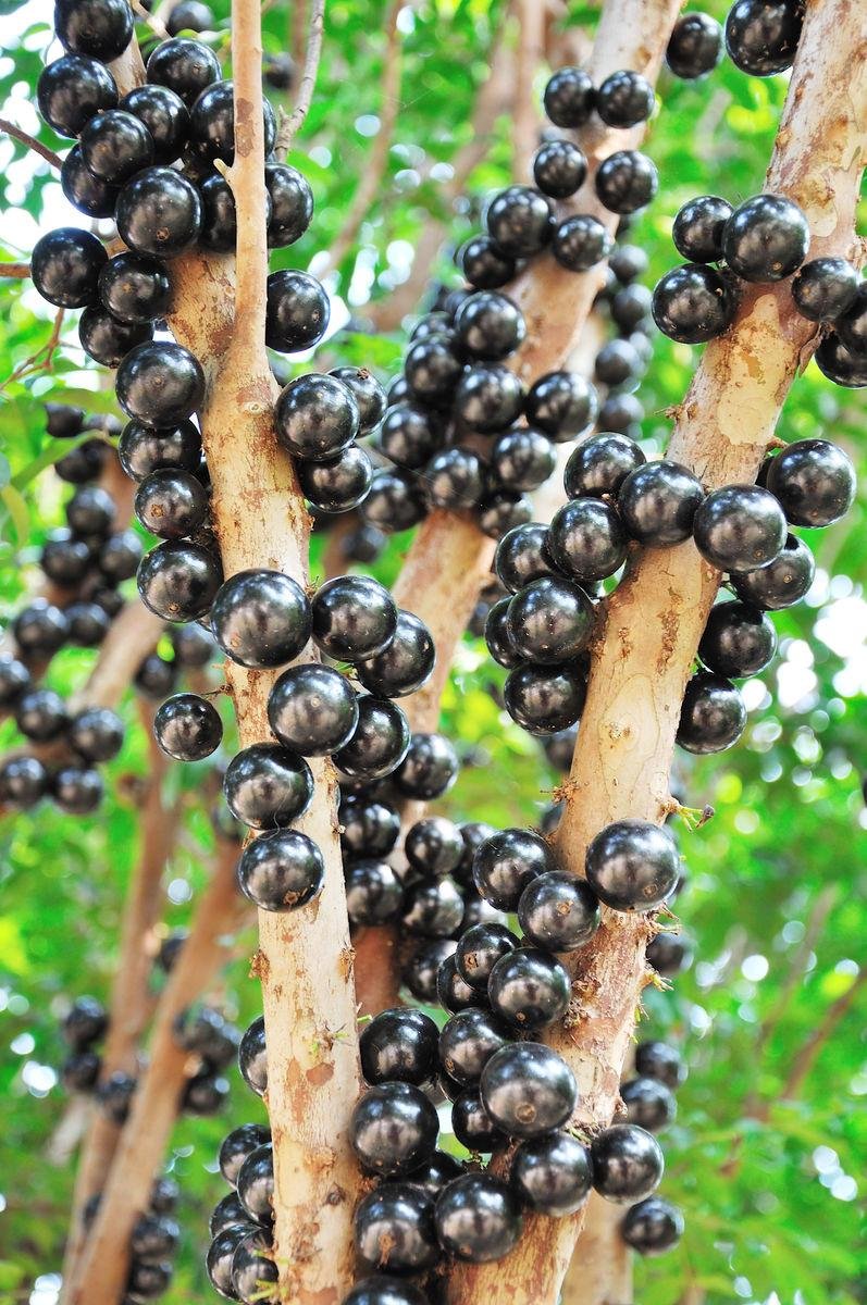 JMS 1Pc Jabuticaba Fruit Seed Brazilian Grape Tree Seed (All Sprouted, We Removed It First)