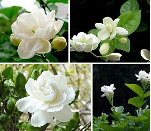JMS  20Pcs/Bag Jasmine Seeds Indoor Plants Perennial Flower Seeds