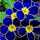 JMS 200 Seeds Blue Evening Primrose Fragrant Diy Flower Hardy Plant Evening Primrose