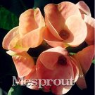 JMS Euphorbia Milii Hybrid Middle 100 Seeds Big Flowers Crown Of Thorns Seeds Graptopetalum Rusbyi
