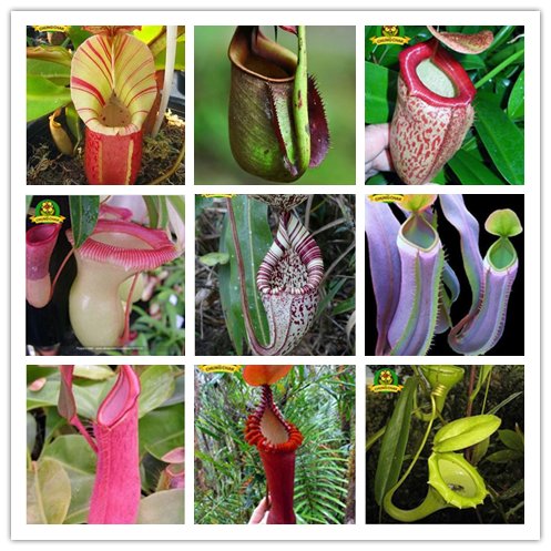 JMS Eating Mosquito Carnivorous Plants Nepenthes Seeds 200Pcs/Bag Tropical Pitcher Plant Catch Insec