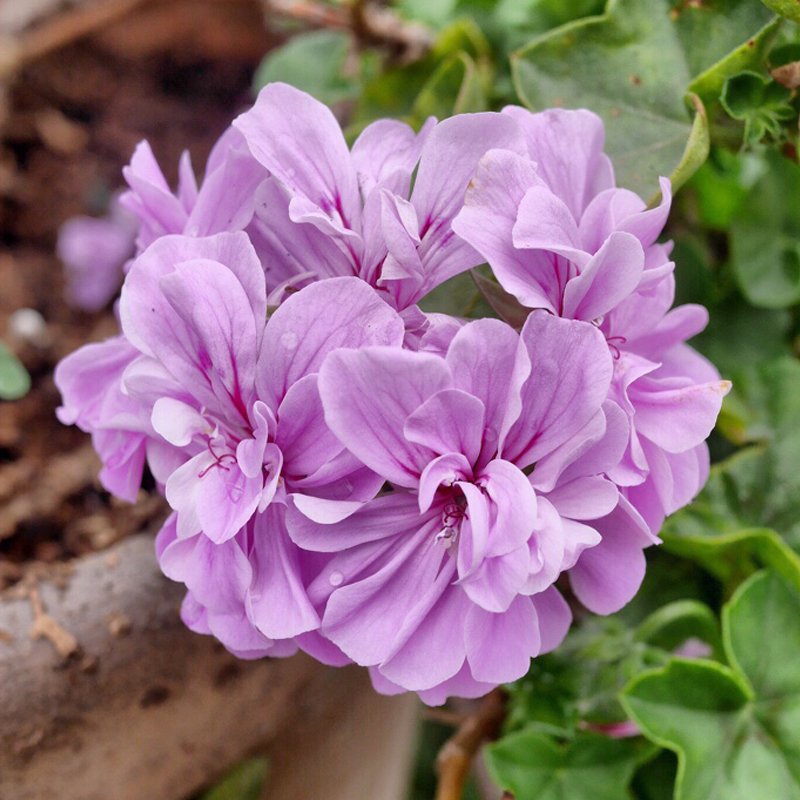 JMS  'Precision Amethyst' Ivy Geranium Plant Seeds, 10 Seeds, Heirloom Purple Pelargonium Flowers