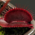 JMS 100Pcs Red Dragon Flytrap Seeds
