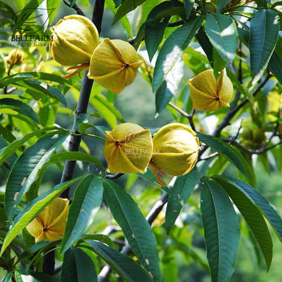 JMS  Heirloom American Pecan Seeds 'Nut Walnut' Bonsai Perennial Plants Longevity Fruits