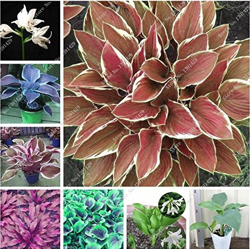 JMS Exotic Hosta Plant Seed Four Seasons Flower Perennial Mixed Plantain Lily Flower Ground Cover Fl