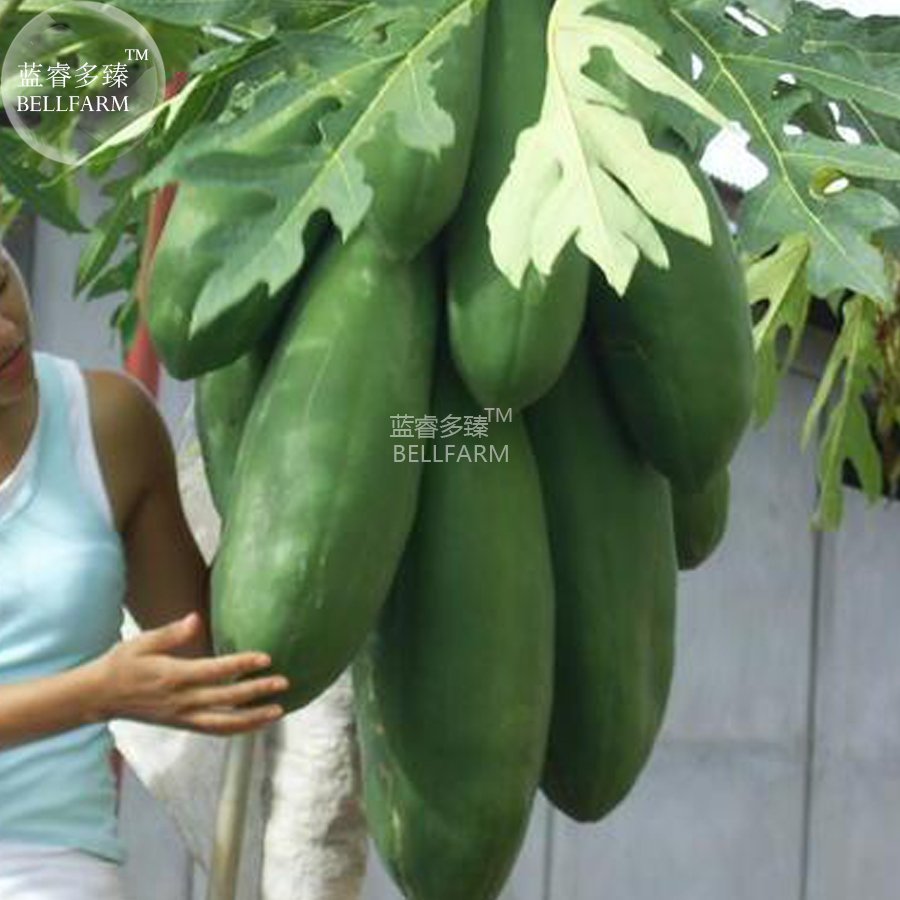 JMS  Papaya Giant Long Tree Fruit Seeds, 6 Seeds, Carica Papaya F1 Edible