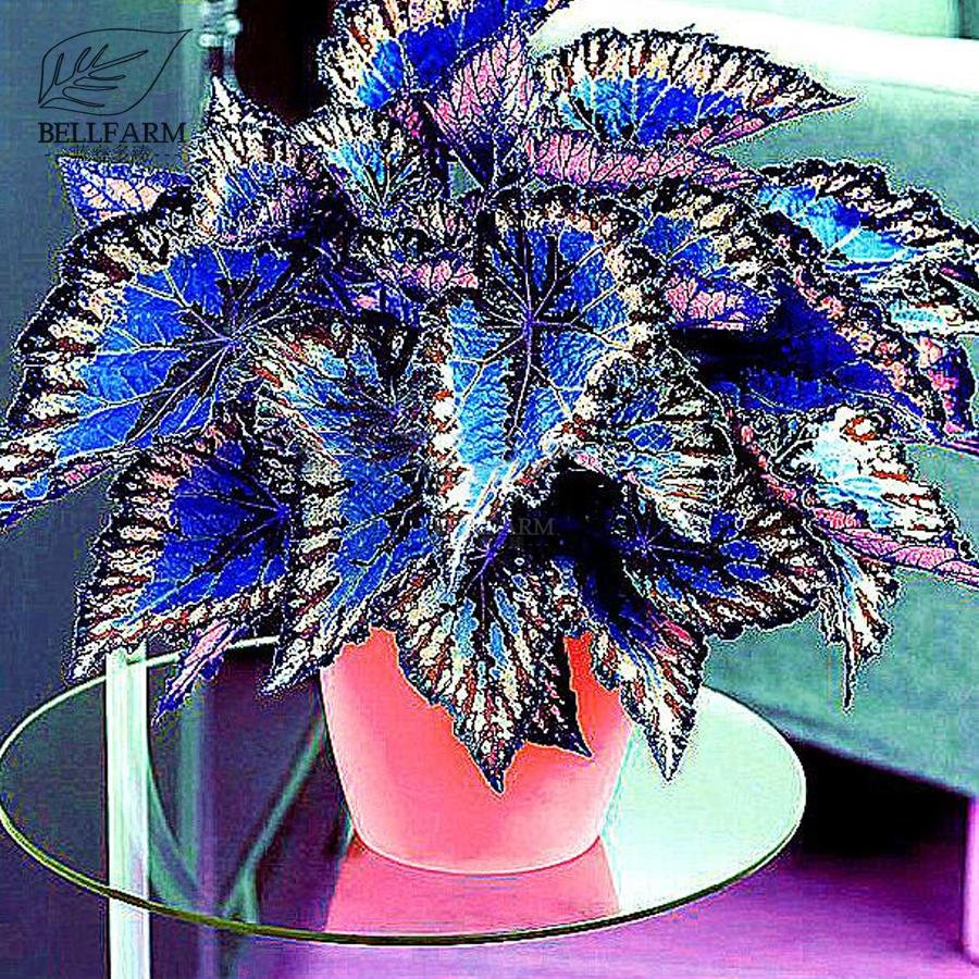 JMS  Rare Coleus Bonsai Foliage Plants Seeds 30Pcs Perfect Colorful Coleus Blumei Beautiful Flowers 