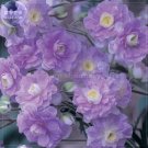 JMS  Geranium 'Gernic' Summer Skies Bonsai Flowers, 10 Seeds, Perennial Hardy Bonsai Garden