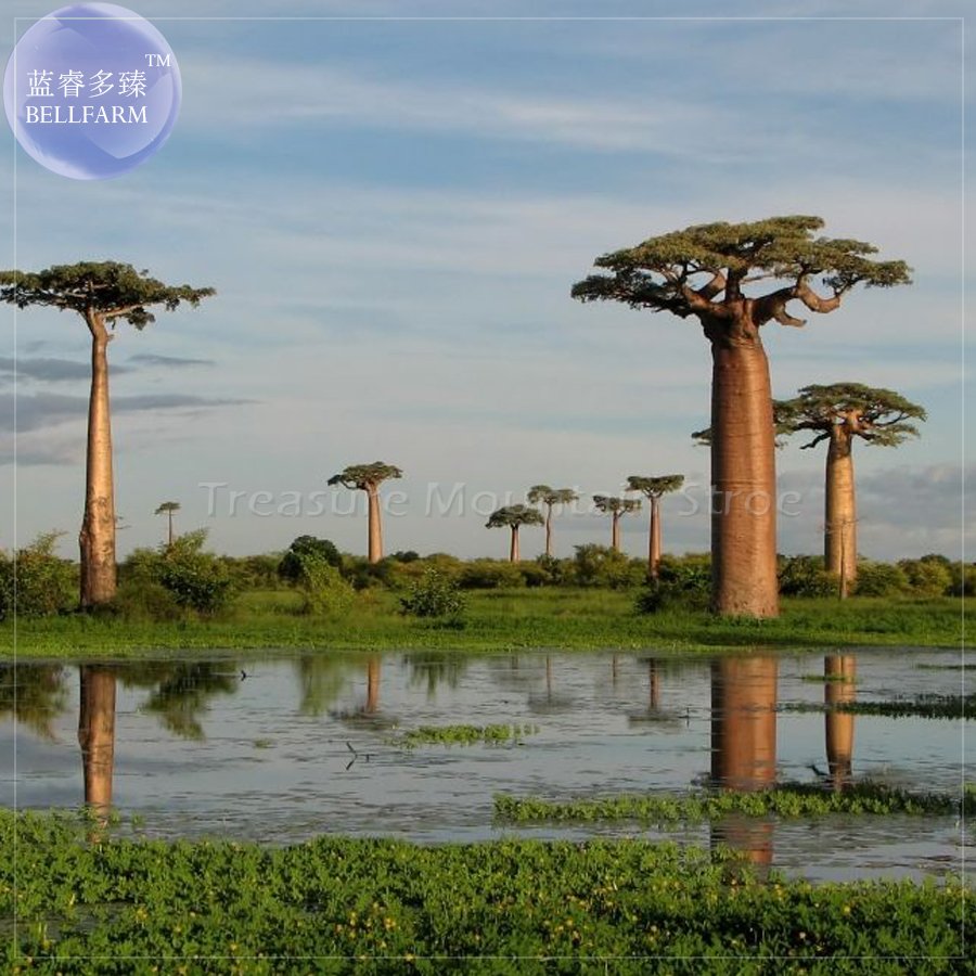 JMS  2Pcs Grandidier'S Baobab - Adansonia Seeds, Professional Pack, Giant Interesting Tree Ts415T