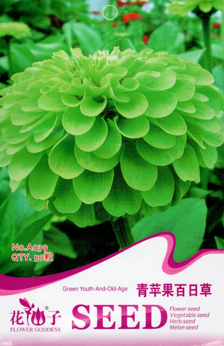 JMS Green Apple Beautiful Zinnia Seeds Original Pack, 50 Seeds, Attract Butterflies Light Up Your Ga