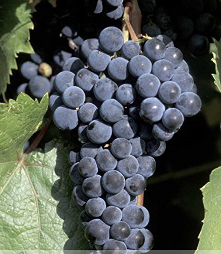 JMS 1 Professional Pack, 100 Seeds / Pack, Marquette Dark Blue Grape Seed Red Wine Grape Hardy Plant