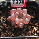 JMS  Haworthia Obtusa Semilucent Red Lovely Bonsai Succulent Seed 5Pcs Heirloom Rare Home Garden