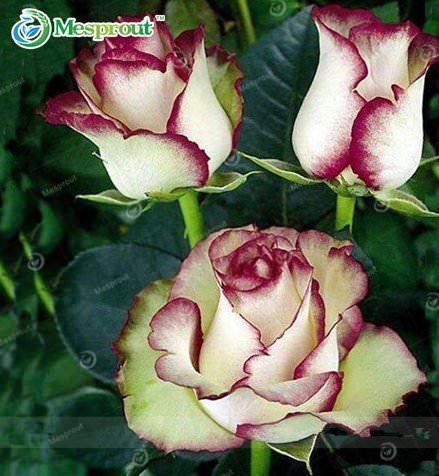 JMS 100Pcs New Fire And Ice Rose Seeds