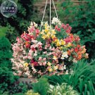 JMS Antirrhinum 'Trailing Mix' Annual Bedding Plant Seeds, 100 Seeds, Professional Pack, Hanging Sna