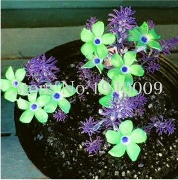 JMS Oxalis Wood Sorrel Flowers, Purple & Green Flowers