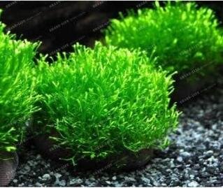 JMS Mini-Leaf Grass Water Aquatic Plants