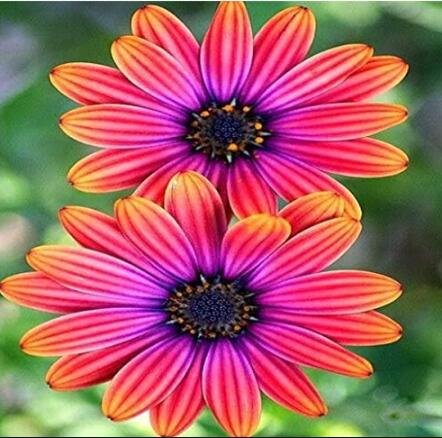 JMS African Blue Eyed Daisy