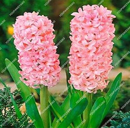 JMS Hyacinthus Orientalis Seed (50 Seeds)