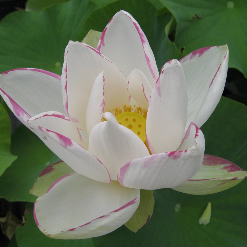 JMS Nelumbo Nucifera &acirc;��Empress&acirc;�� Lotus Seeds 5Pcs
