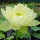 JMS Nelumbo Nucifera ‘Sunburst’ Lotus Seeds 5Pcs