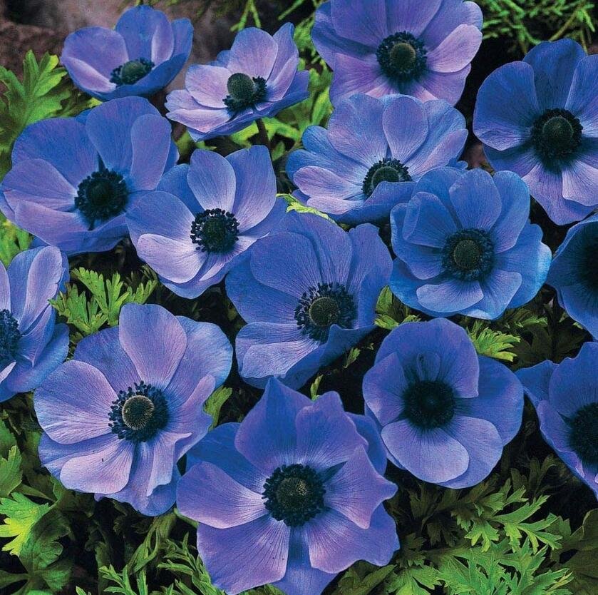 JMS Anemone Coronaria Mr Fokker Bombillas/Cormos