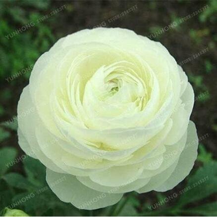 JMS Ranunculus Double Buttercup Ranunculus Flower Seeds, Double White Flowers