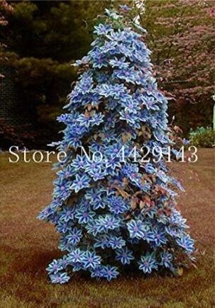JMS Clematis Seed Flower Clematis Vines Seed Flower Climbing Clematis Plants For Home Garden Purify 