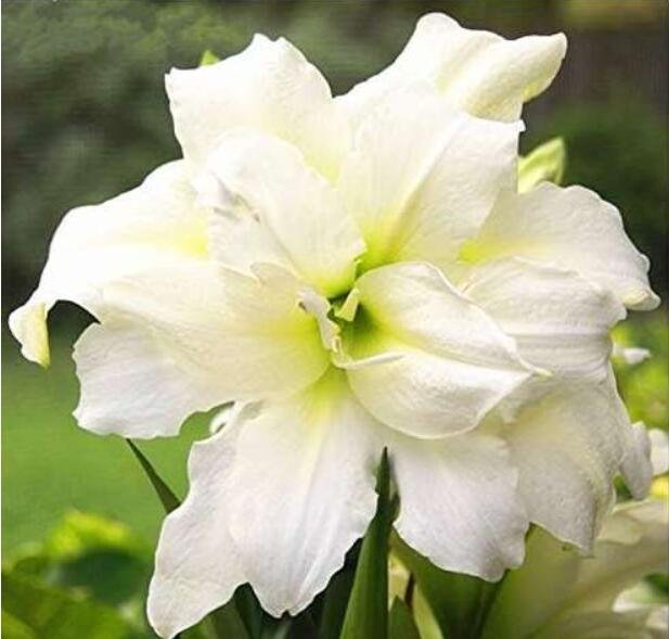 JMS True Hippeastrum Bulbs, Double White Flowers