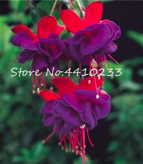 JMS Fuchsia Seeds, Lantern Flower Indoor Balcony, Red Purple Flowers