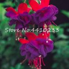 JMS Fuchsia Seeds, Lantern Flower Indoor Balcony, Red Purple Flowers