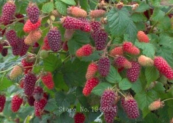 JMS Raspberry Fruit Plants Scottish Cross Tayberry Raspberry Heirloom (Color 6)