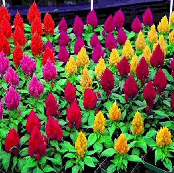 JMS Cockscomb, Celosia Cristata Beautiful Flower Seed Plant Home Garden Mixed