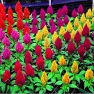 JMS Cockscomb, Celosia Cristata Beautiful Flower Seed Plant Home Garden Mixed