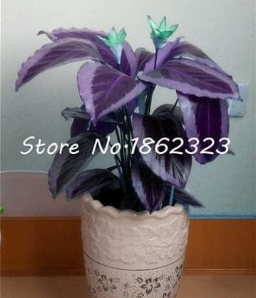 JMS Calathea Seed Foliage Plant Seed Pot Variety Complete The Budding Rate 95% Four Seasons Planting