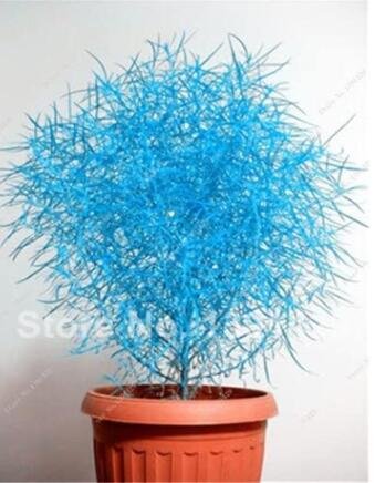 JMS Colorful Grass Seed 100Pcs Perennial Burning Bush Kochia Scoparia Grass Ornamental Flower Pots F