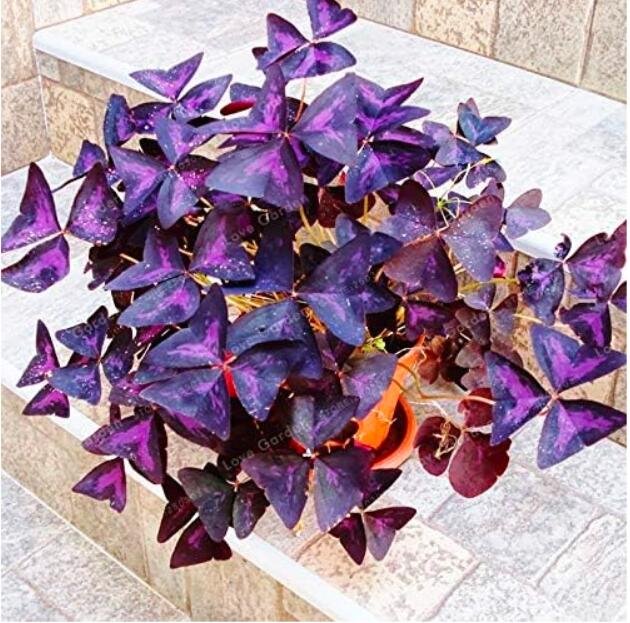 JMS Oxalis Wood Sorrel Flower Oxalis Purple Shamrock Clover 100% Real Flower Seedperennial Outdoor F