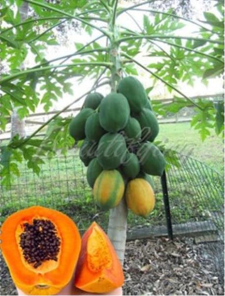 JMS Sweet Maradol Papaya Seed Outdoor Edible Tropical Juicy Jardin Fruit Heirloom Organic Garden Dwa