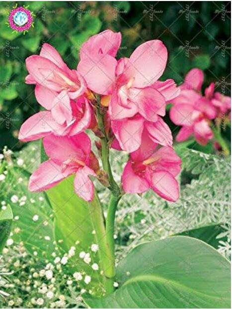 JMS Colour Canna Lily Seed Plant Beautiful Seed Flower Plant Wonderful Foliage Perennial Potted (Col